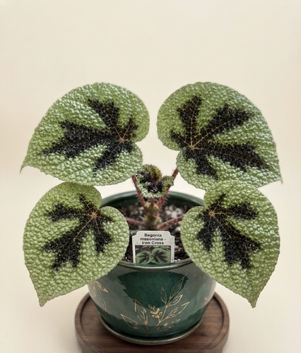 Begonia masoniana - , (iron