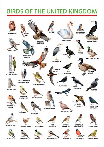 Birds the uk - the, portrait