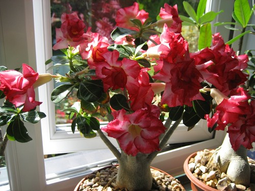 Adenium obesum excellent - obesum, 'excellent