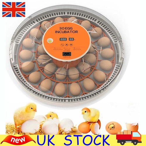 Eggs incubator egg - eggs,