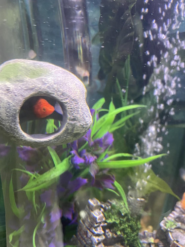 Aquarium decor magnetic rock - decor,