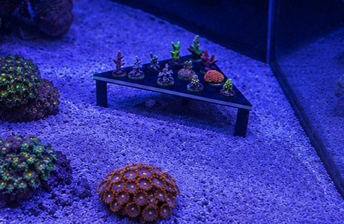 Hole corner frag rack fish - hole,