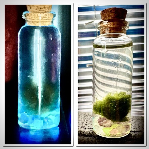 Self sustaining mini marimo - sustaining,