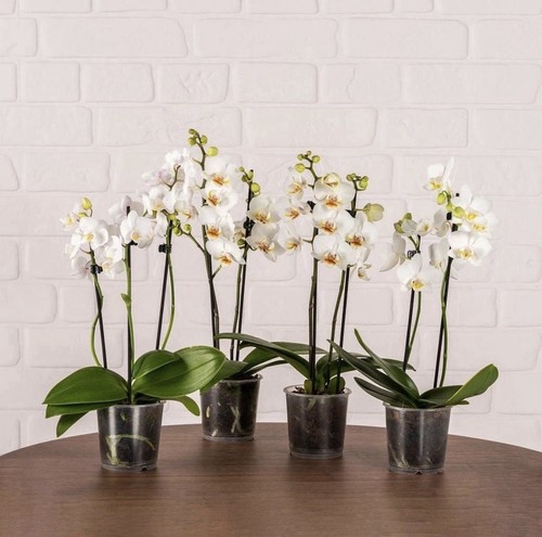 Mini white phalaenopsis - 2, x