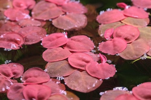 Floating aquarium plants for - plants,