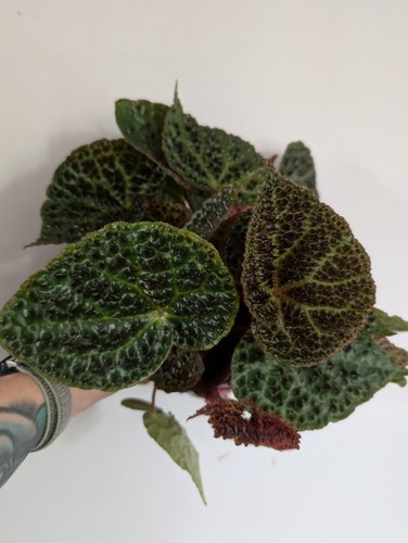 Begonia ferox houseplant - begonia,
