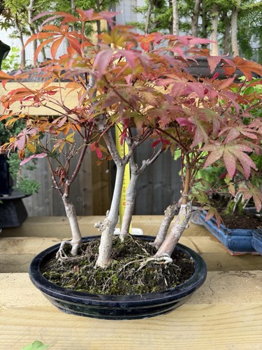 Japanese maple - japanese, acer)