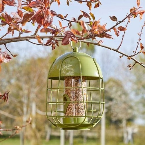 Acorn squirrel proof - squirrel, bird