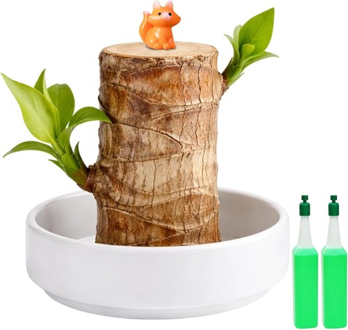 Brazilian wood plant - wood, plant,little