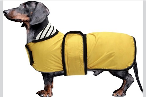 Dachshund dog rain coat yellow - dachshund,