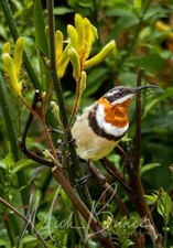 Wall Art "Western Spinebill