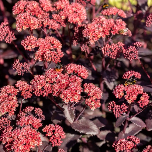 Sedum crimson red coccineum - sedum,