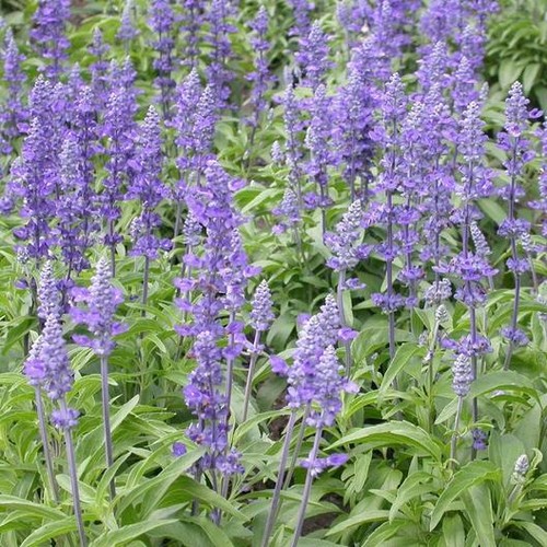 Sage blue salvia perennial - sage,