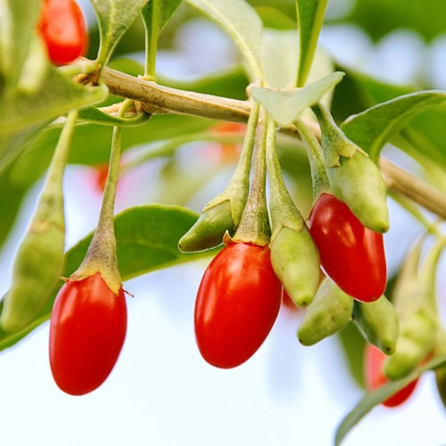 Superfruit plants goji berry - goji,