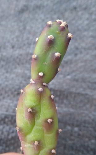 Opuntia elata cactus cutting - elata,,