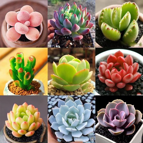 100x seeds mixed echeveria - seeds,