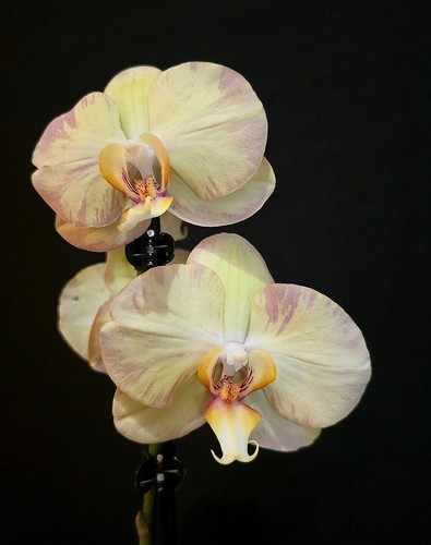 Phalaenopsis pink slash - pink,