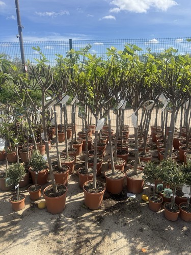 Fig tree plant - tree, height
