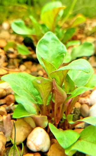 Alternanthera bettzickiana - alternanthera, x5