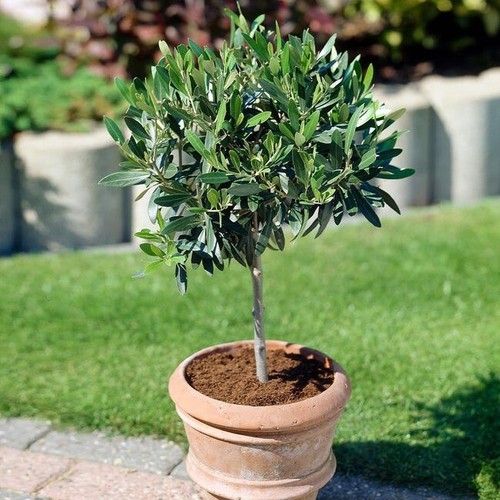 Olive tree olea europea - europea, |