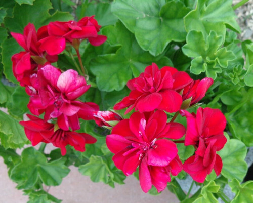 Rose red citronella - rose,