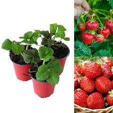 Strawberry Mixed Fruit Plants - Hardy Garden Bushes in 9cm Pots - Grow Your Own