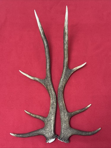 Pair red deer antlers 821g - of,