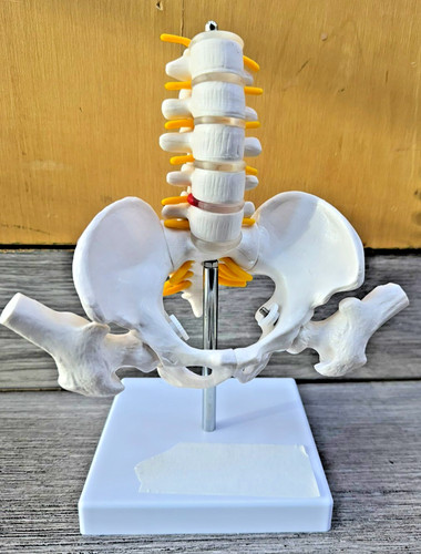 Human pelvis skeleton - pelvis,