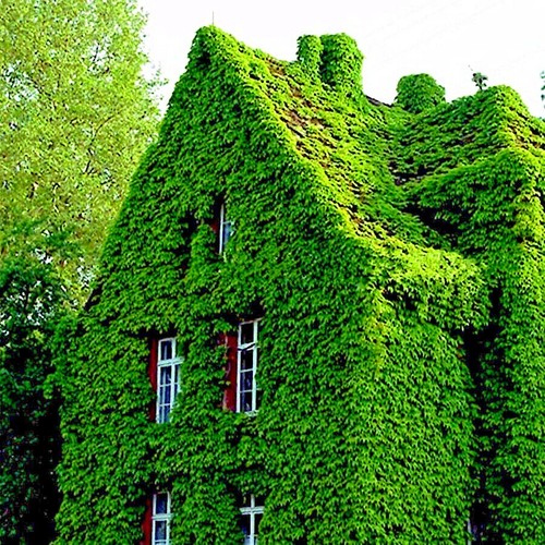 Virginia creeper vine seeds - virginia,