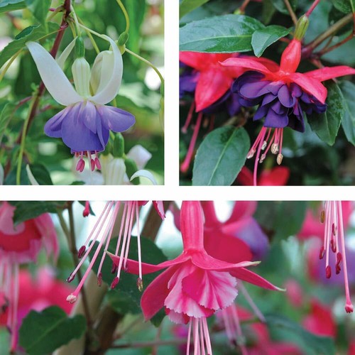 Fuchsia hardy collection - fuchsia,