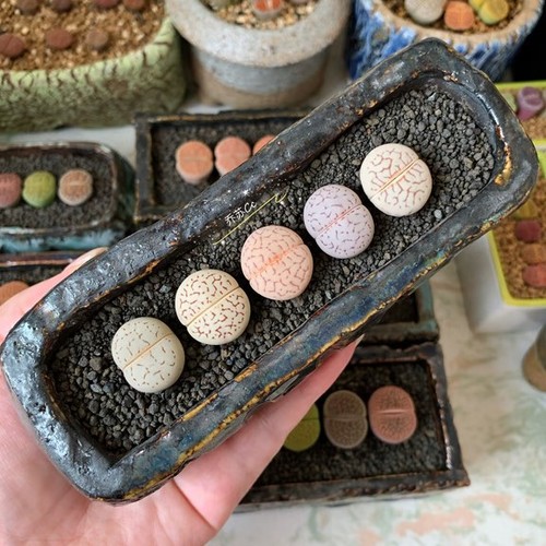 Mixed lithops dinteranthus - mixed,