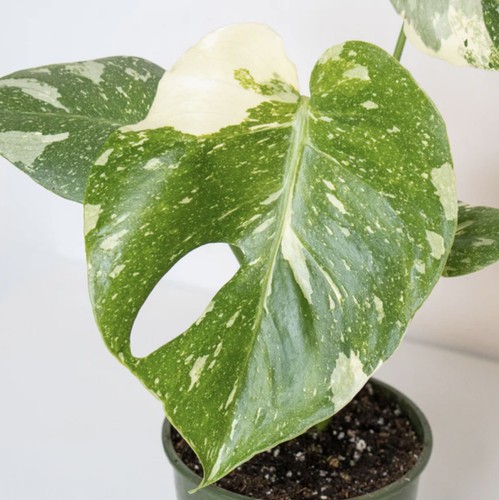 Thai constelation monstera - constelation,