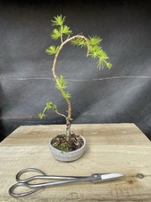 Larch Bonsai Literati Shohin