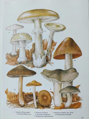 Vintage fungi mushroom - vintage,