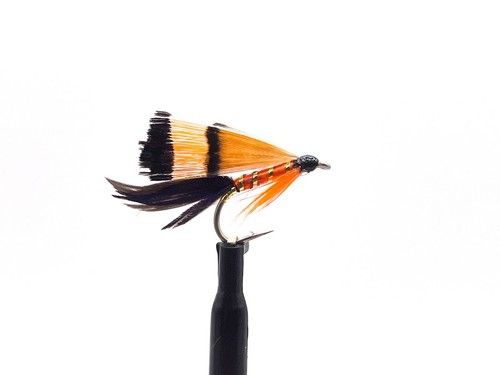 Golden pheasant wet - 3,