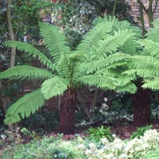 Tree Fern Log, Dicksonia