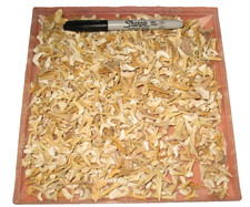 Cretaceous - Eocene Shark