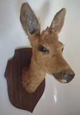 TAXIDERMY ROE DEER MOUNTED