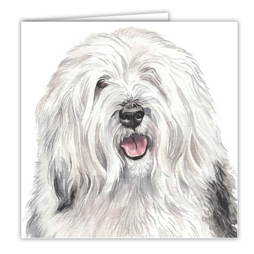 Old english sheepdog - english,