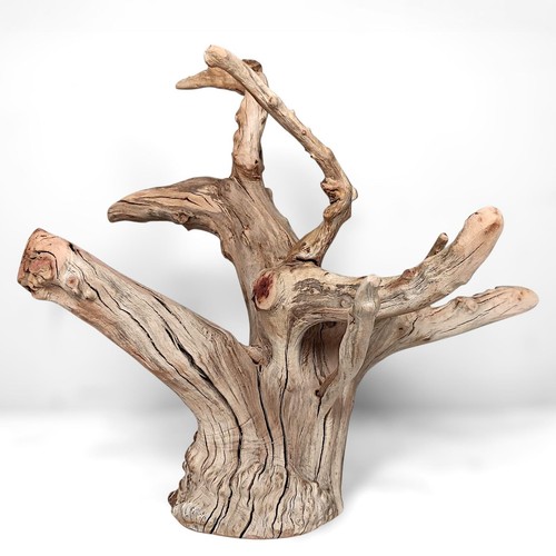 Manzanita driftwood - manzanita,