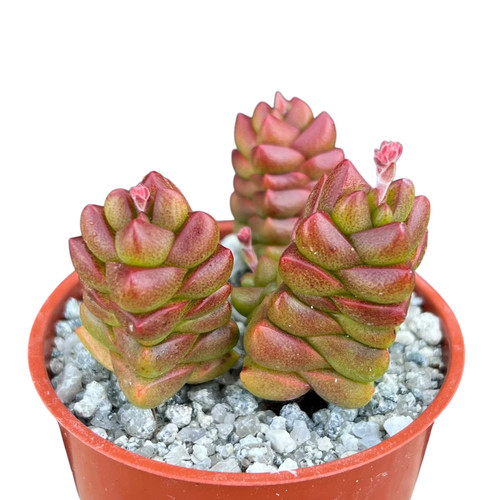 Crassula marchandii uk - crassula,