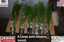 6 Pots of Large amazon sword