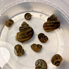 3 Mystery Snails Asian Ringed