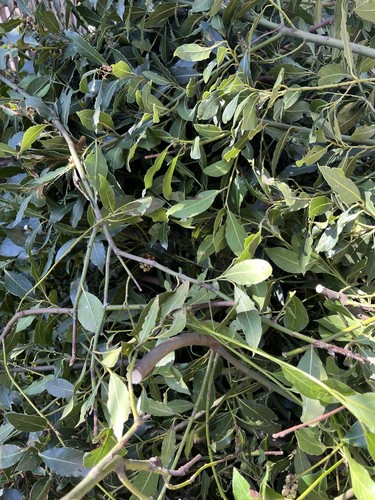 Fresh bay leaves picked - 30,