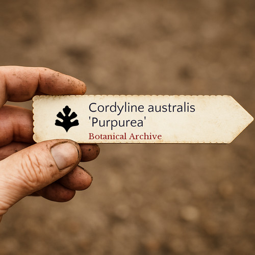 Cordyline australis purpurea - cordyline, 'purpurea'