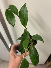 Hoya Carnosa As Far As I Know