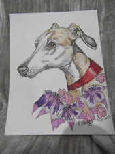 Greyhound whippet Lurcher
