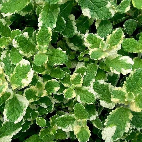 Pineapple mint aromatic - pineapple,