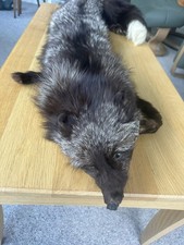 Vintage silver fox stole in excellent condition