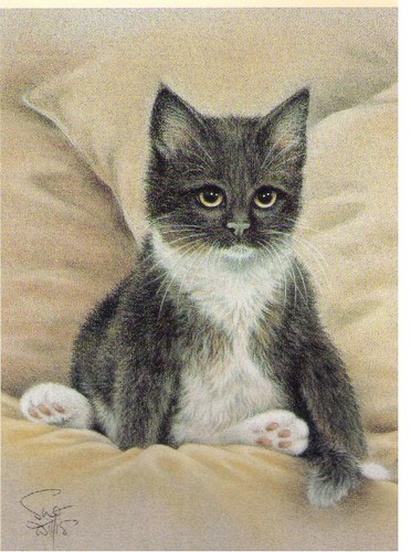 Sue willis bonnington cat - willis,